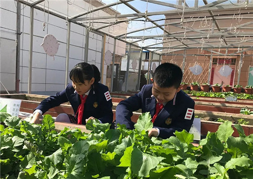 亚新体育小学生成了“种菜能手”！(图5)