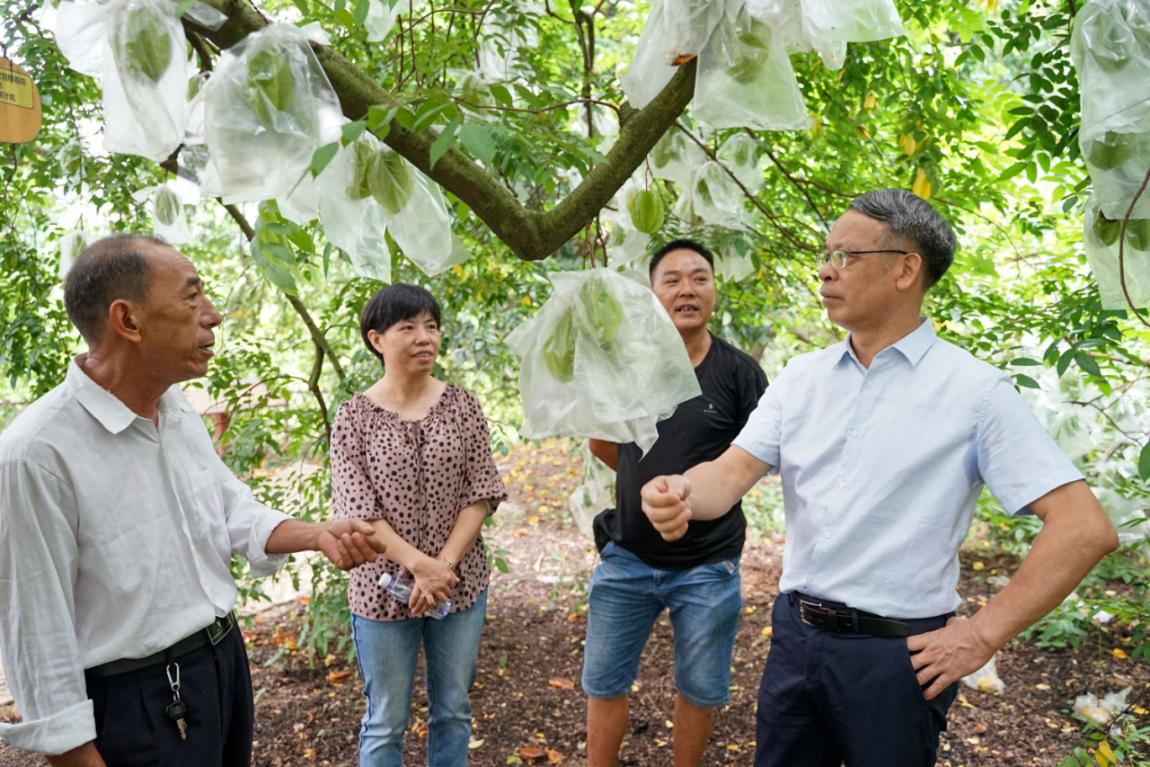 (图为朱朝枝教授与果农们沟通交流)方堉 摄(图为朱朝枝教授为实践队