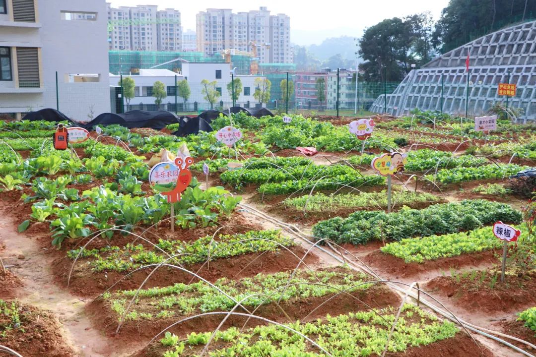 小学生劳动基地设计图片